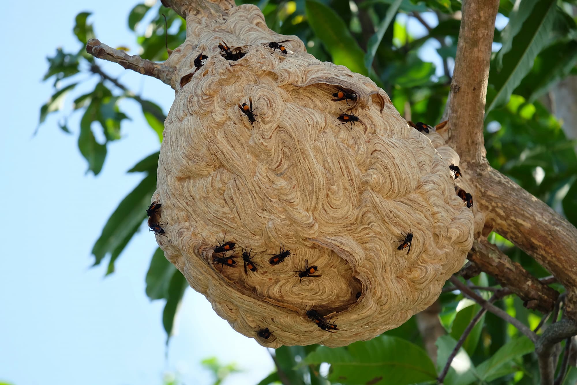 nid de frelons arbre