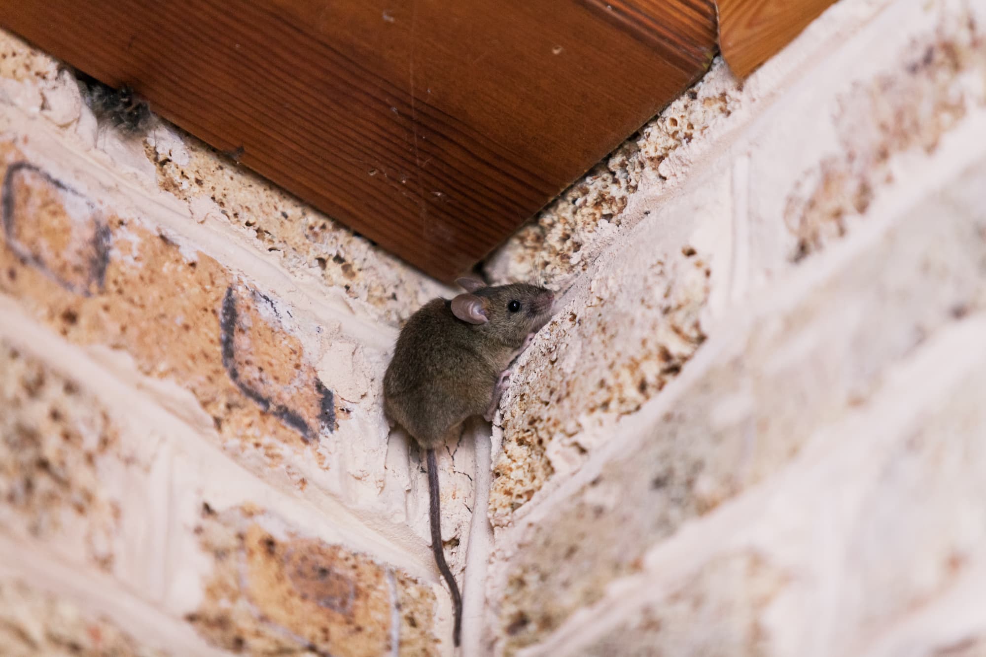 rat grimpe aux murs