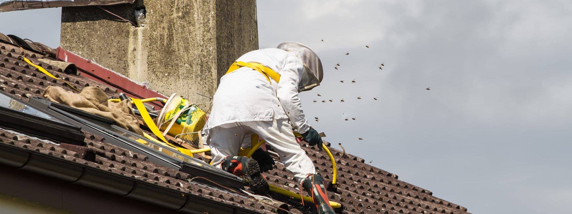 Traitement et destruction de nids de guêpes et frelons à proximité de Strasbourg et Schiltigheim Erstein