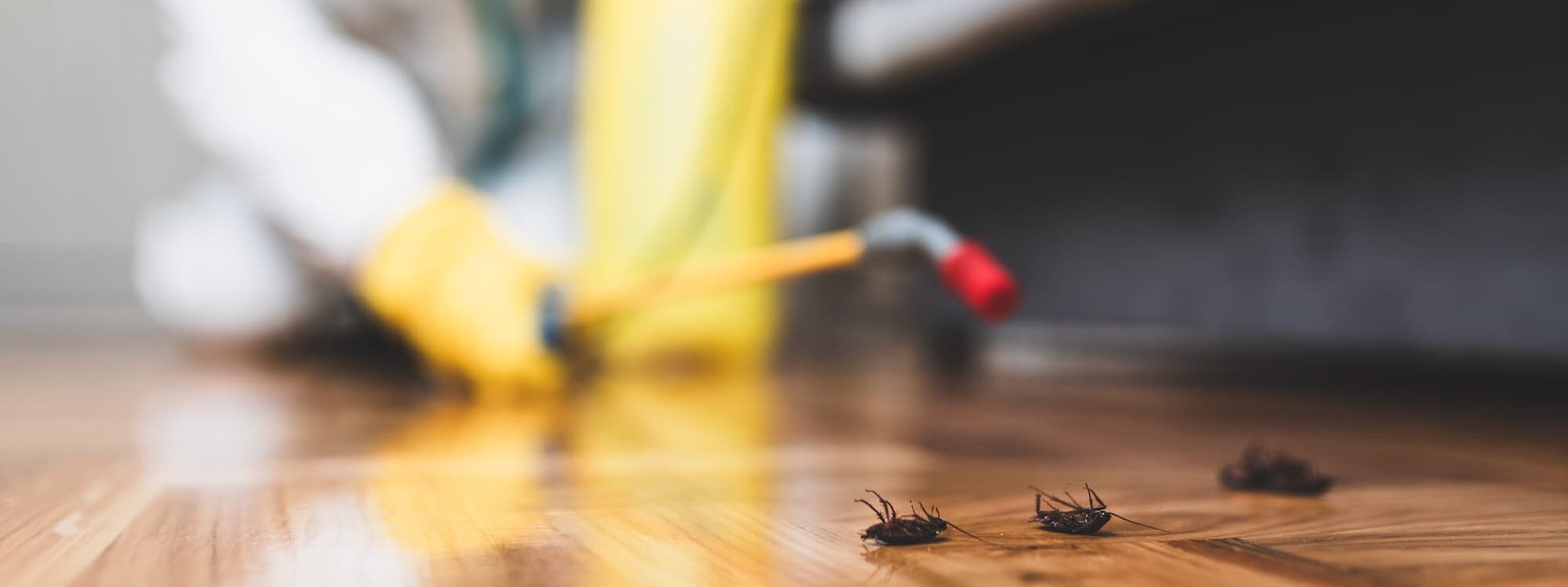 Entreprise de désinsectisation des cafards et blattes autour de Strasbourg, Bischheim et leurs régions Sélestat