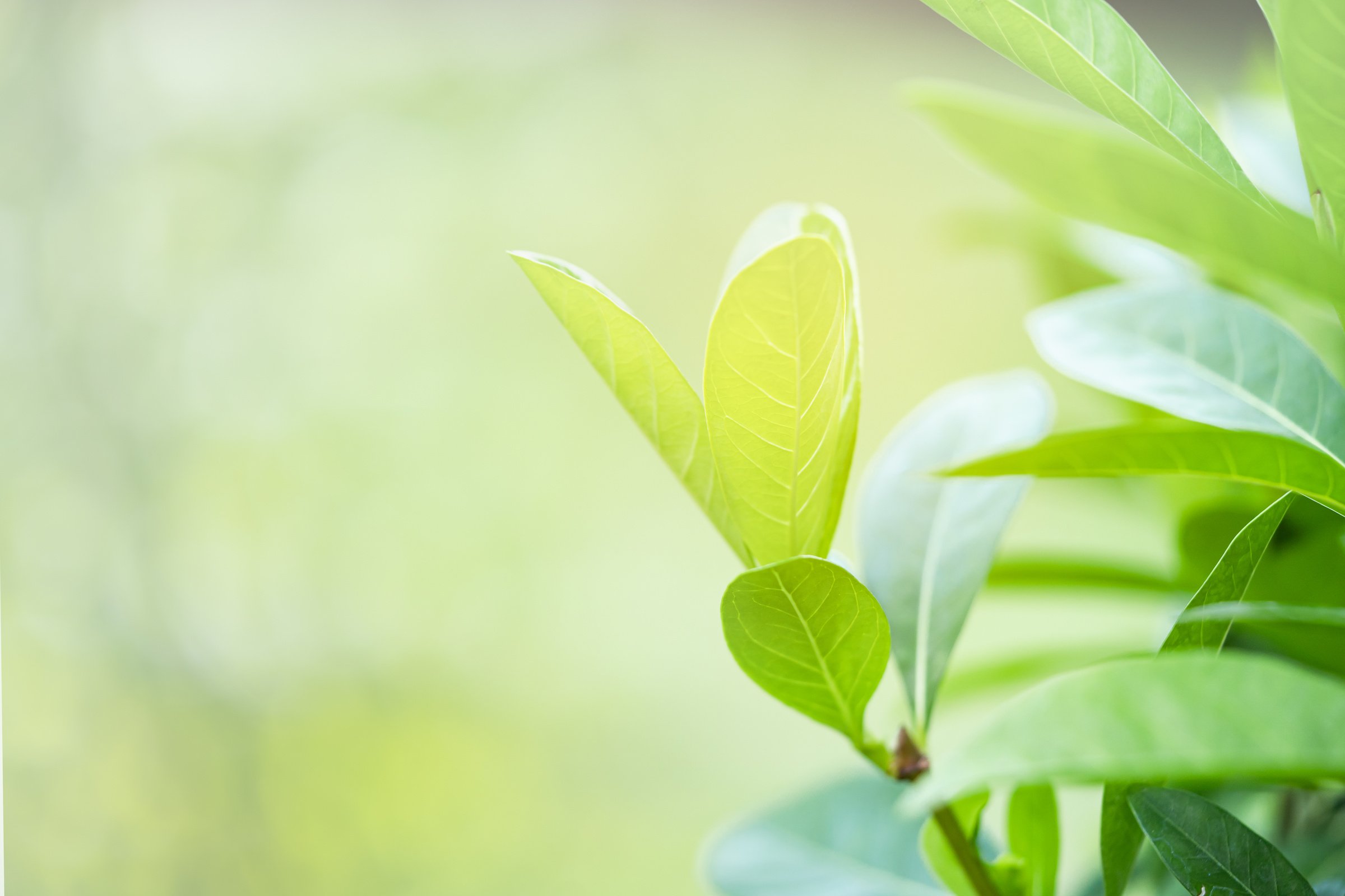 Lush Green Leaves