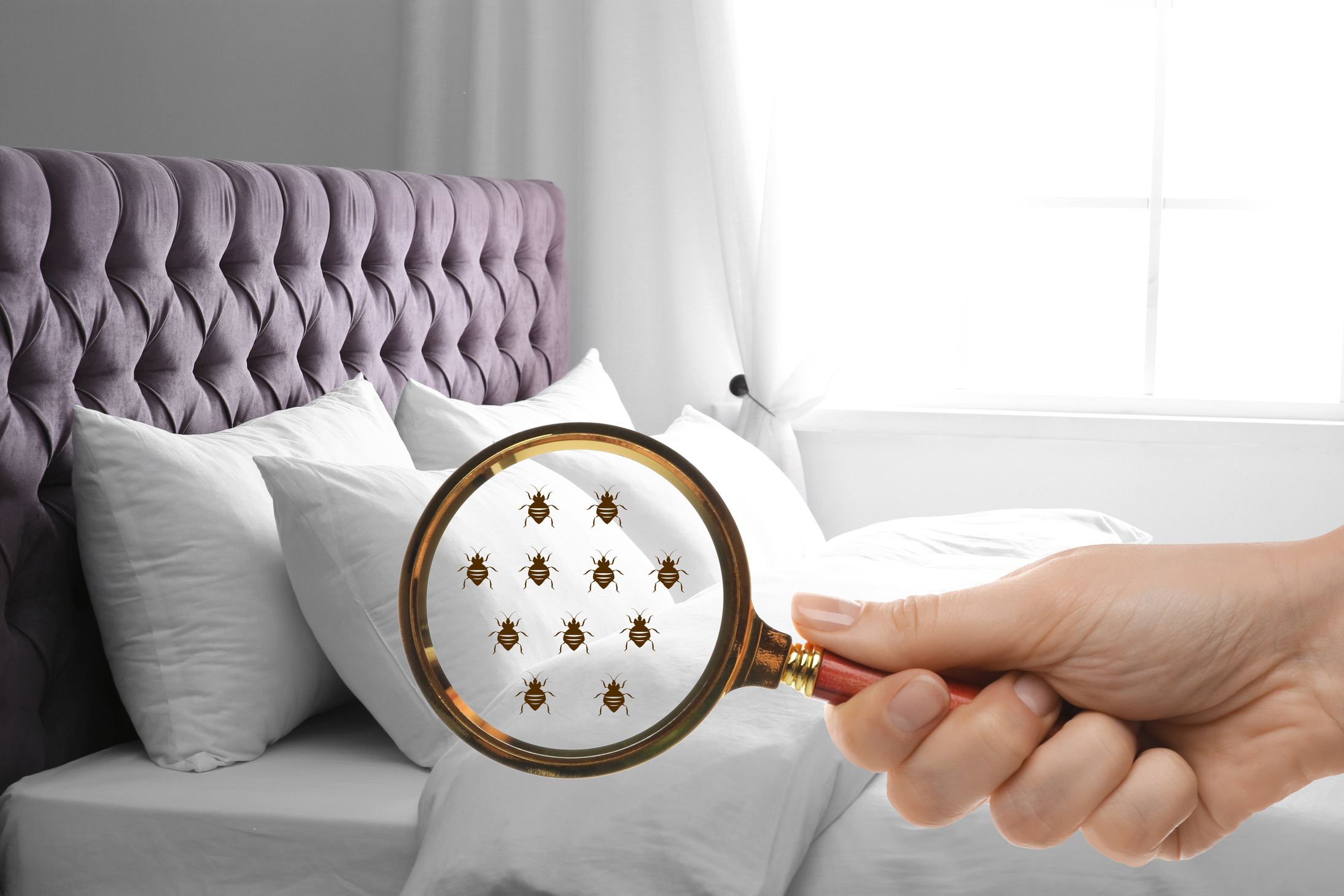 Woman with Magnifying Glass Detecting Bed Bugs in Bedroom, Closeup