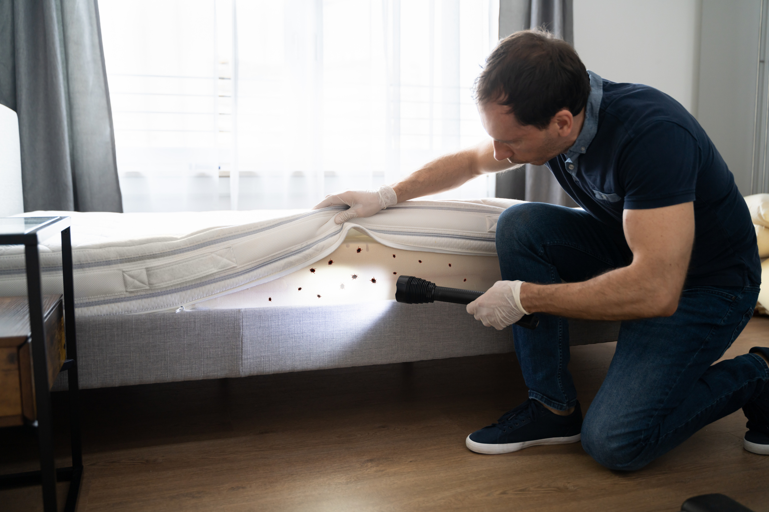 Bed Bug Infestation And Treatment Service